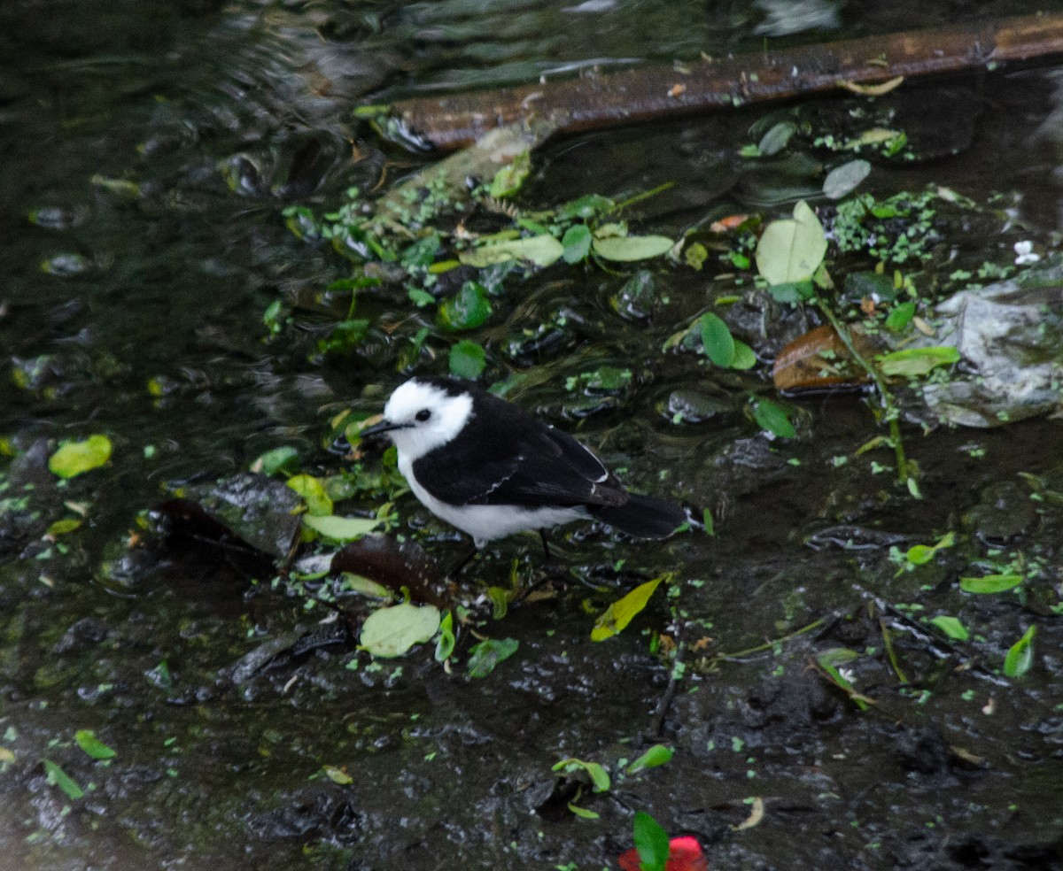 Black-backed Water-Tyrant - ML644678517