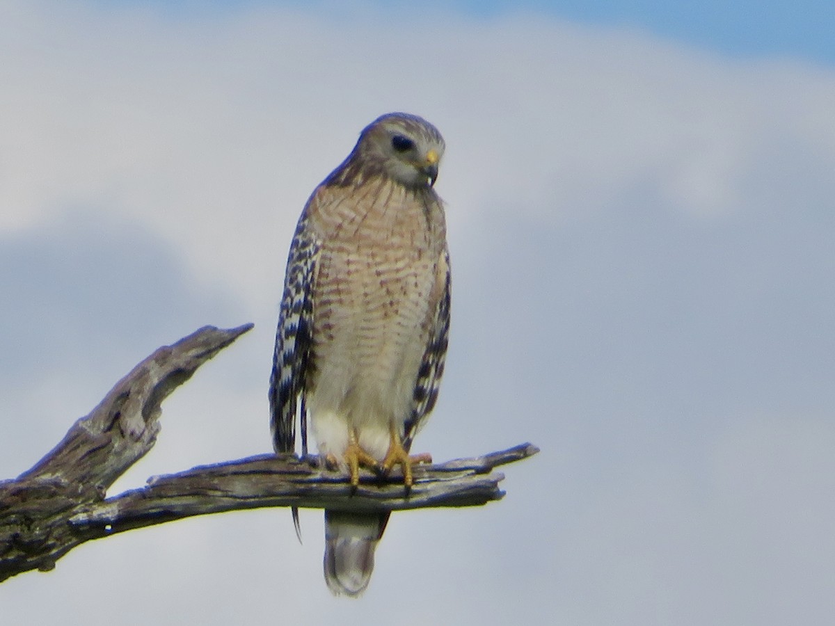 Red-shouldered Hawk - ML644678518