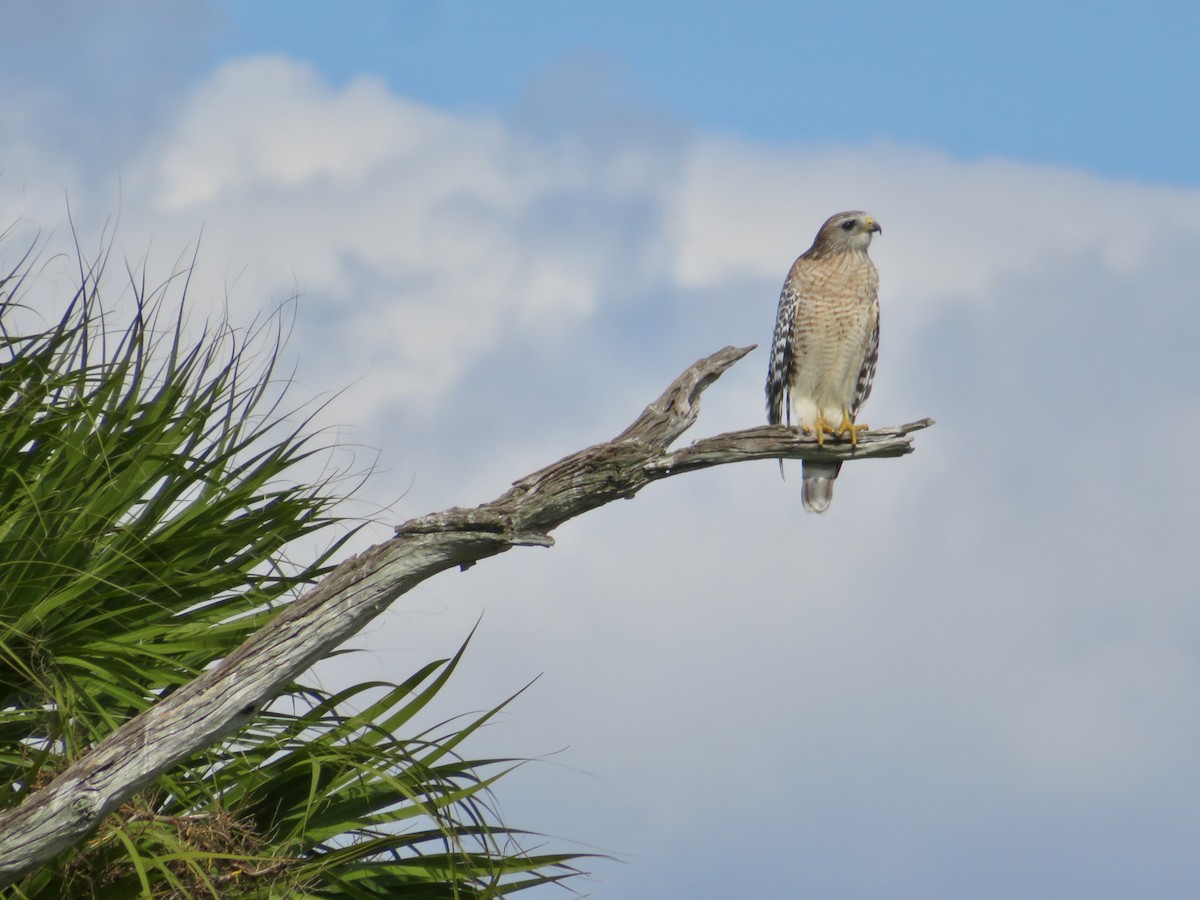 Red-shouldered Hawk - ML644678519