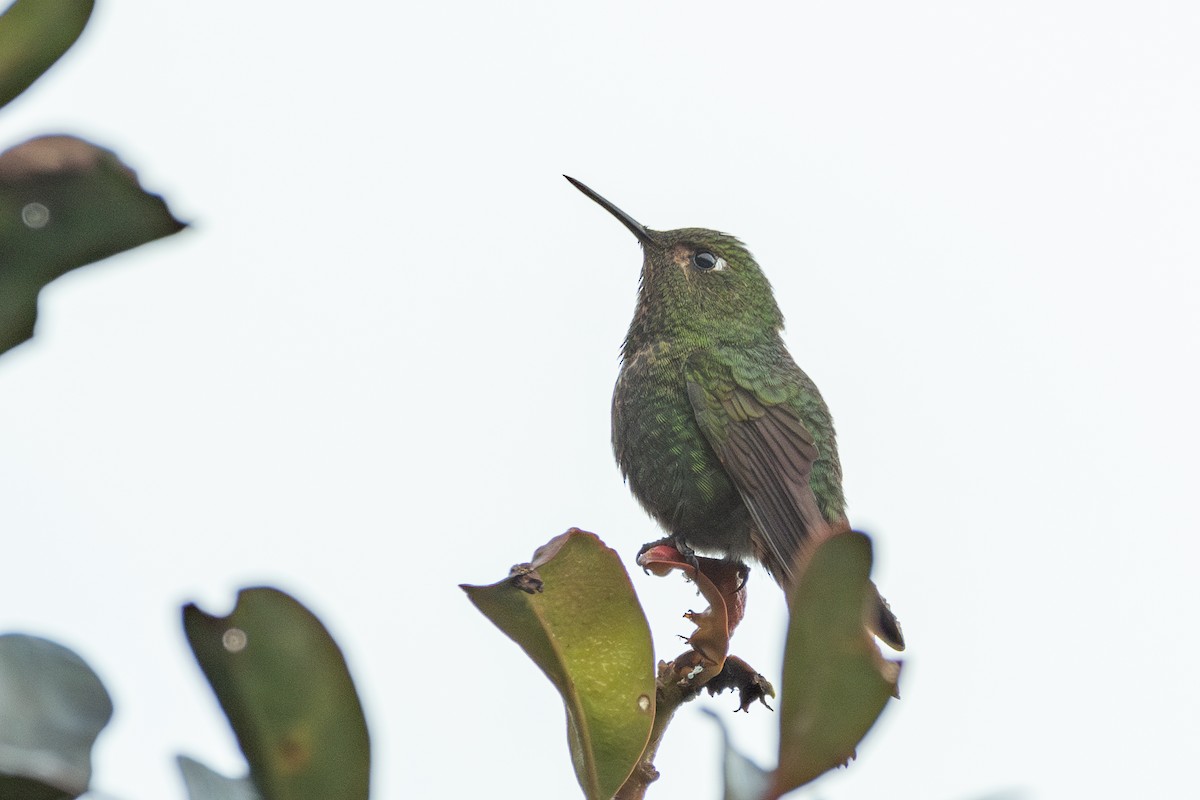 Viridian Metaltail - ML644678520