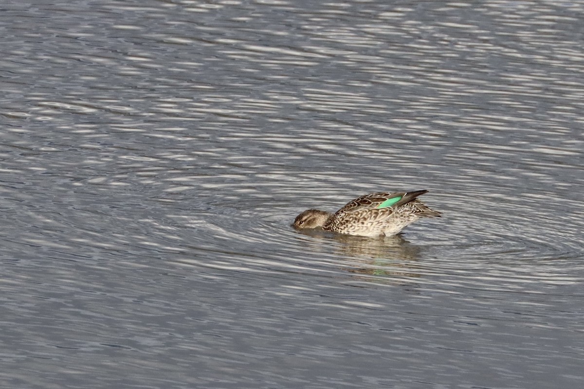 Alzavola - ML644678521