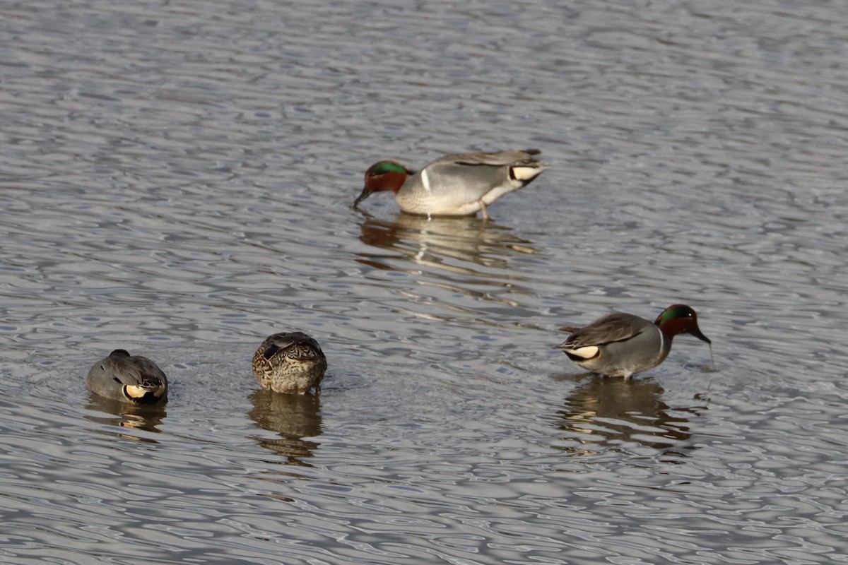 Alzavola - ML644678522