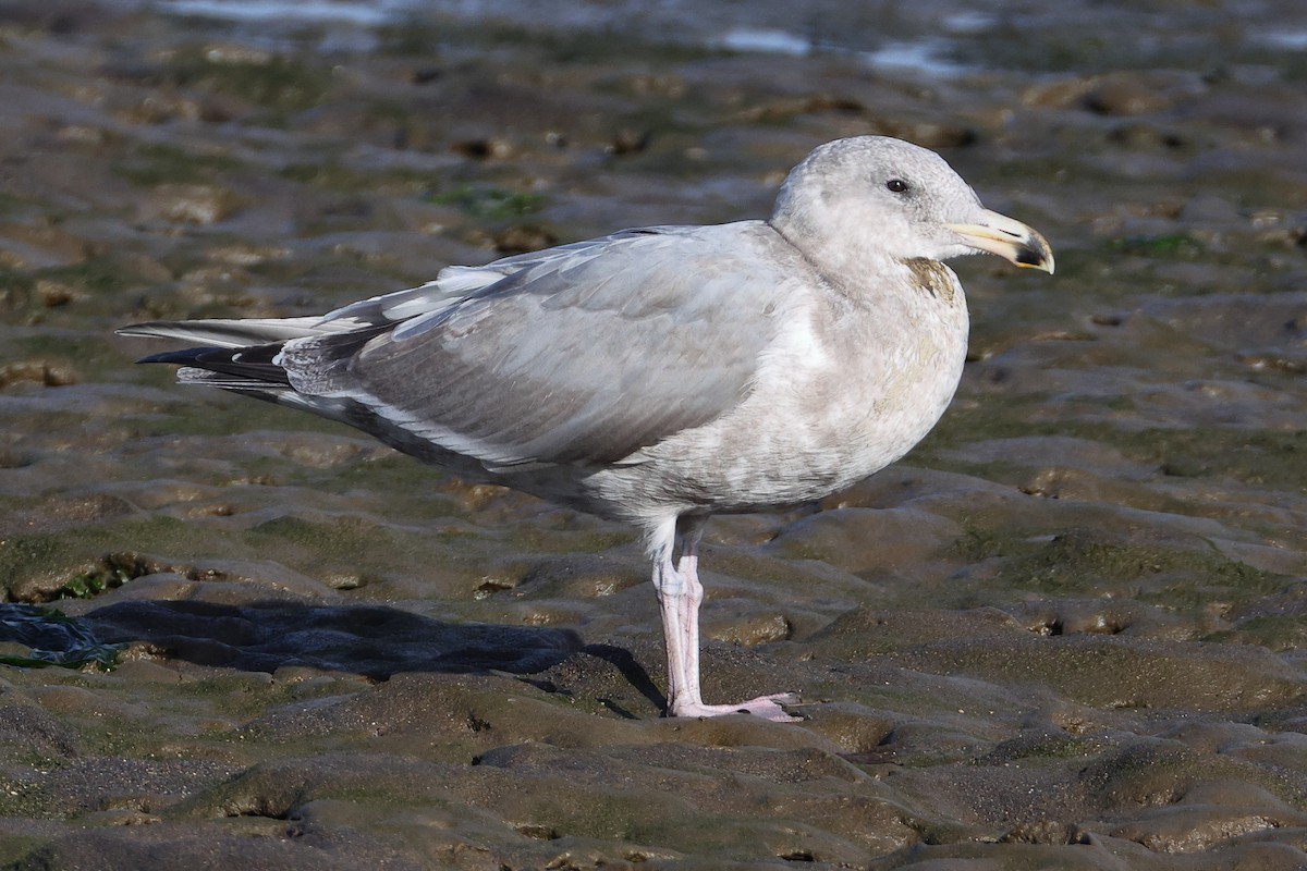 Western x Glaucous-winged Gull (hybrid) - ML644678523