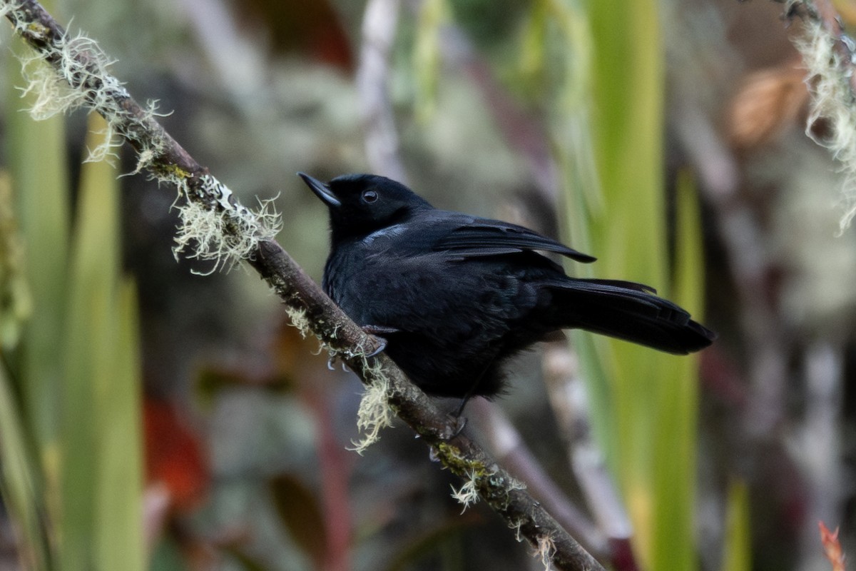 Glossy Flowerpiercer - ML644678525