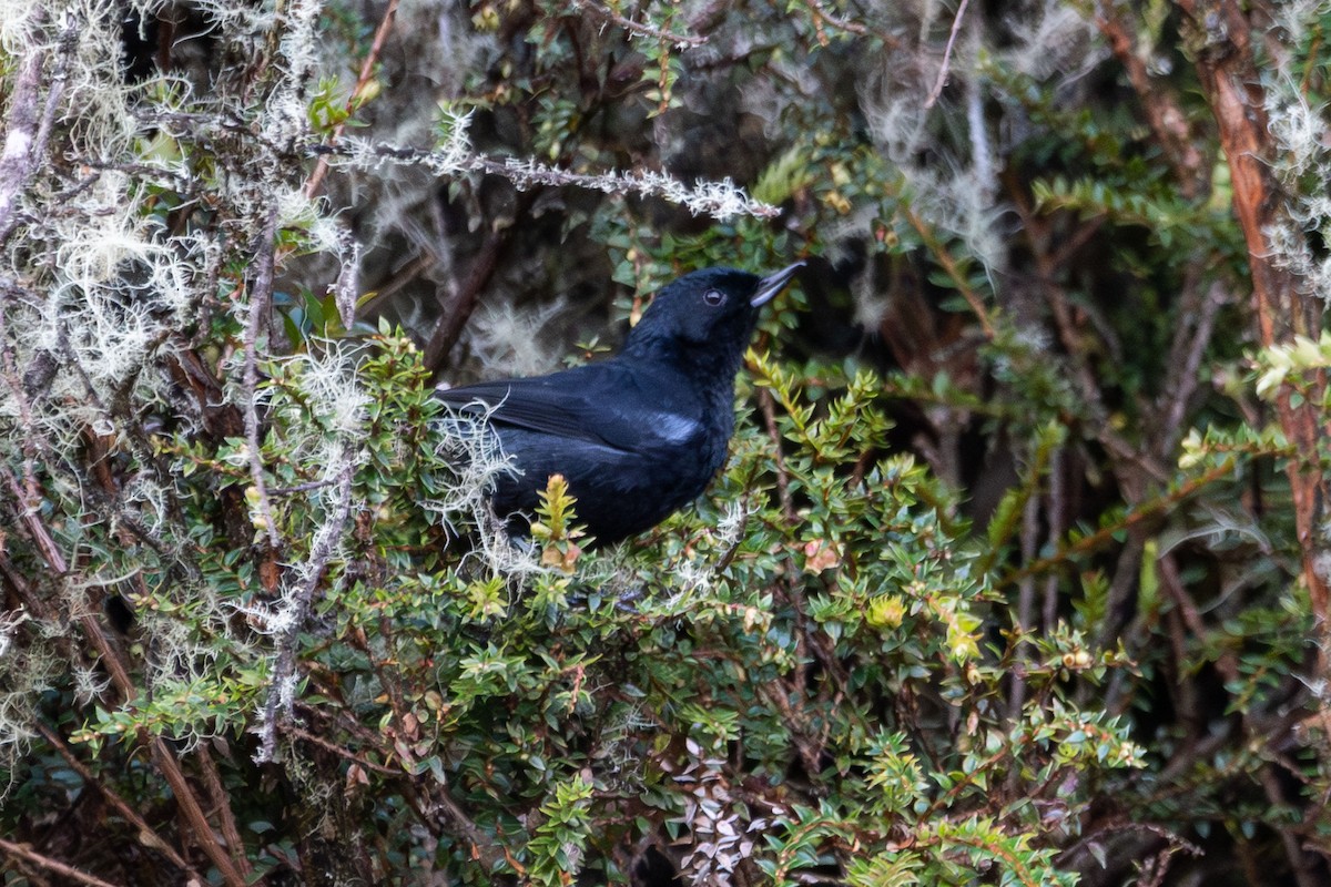Glossy Flowerpiercer - ML644678526