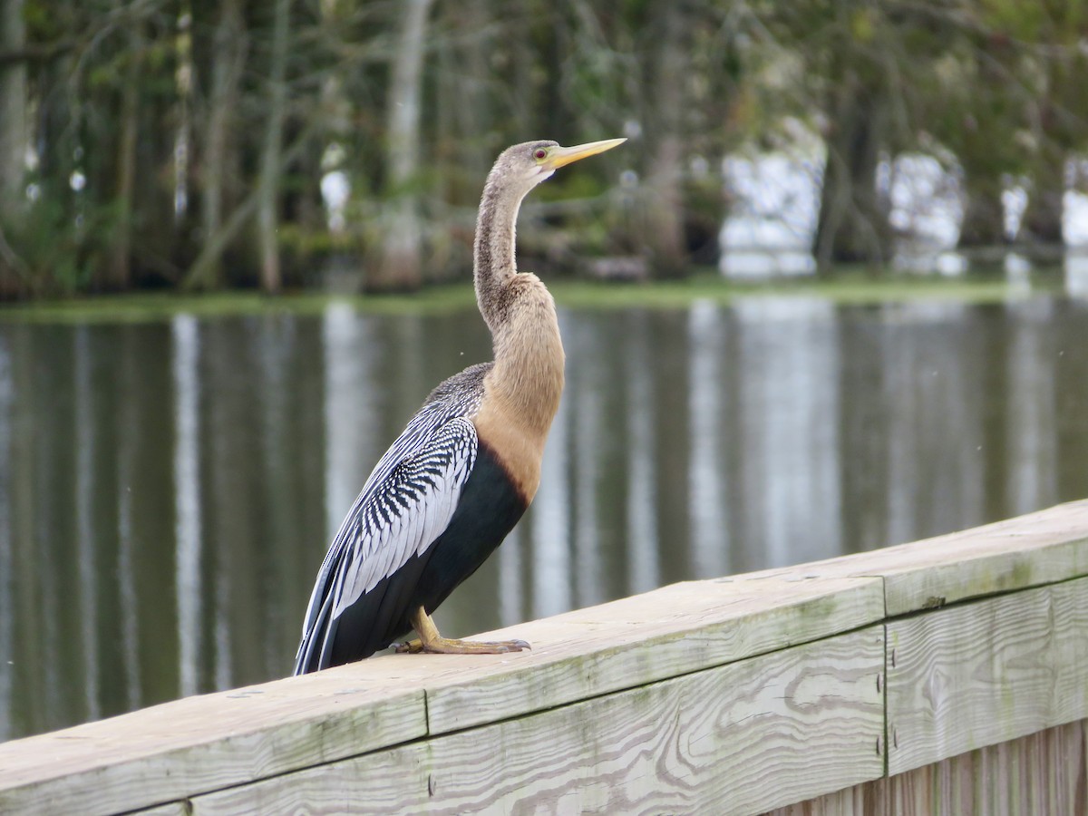 Anhinga - ML644678527