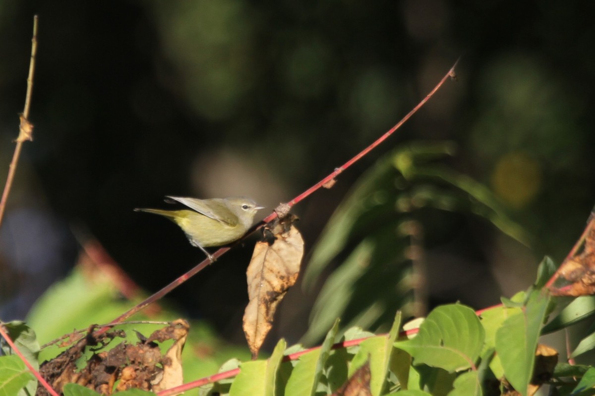 Orange-crowned Warbler - ML644678528