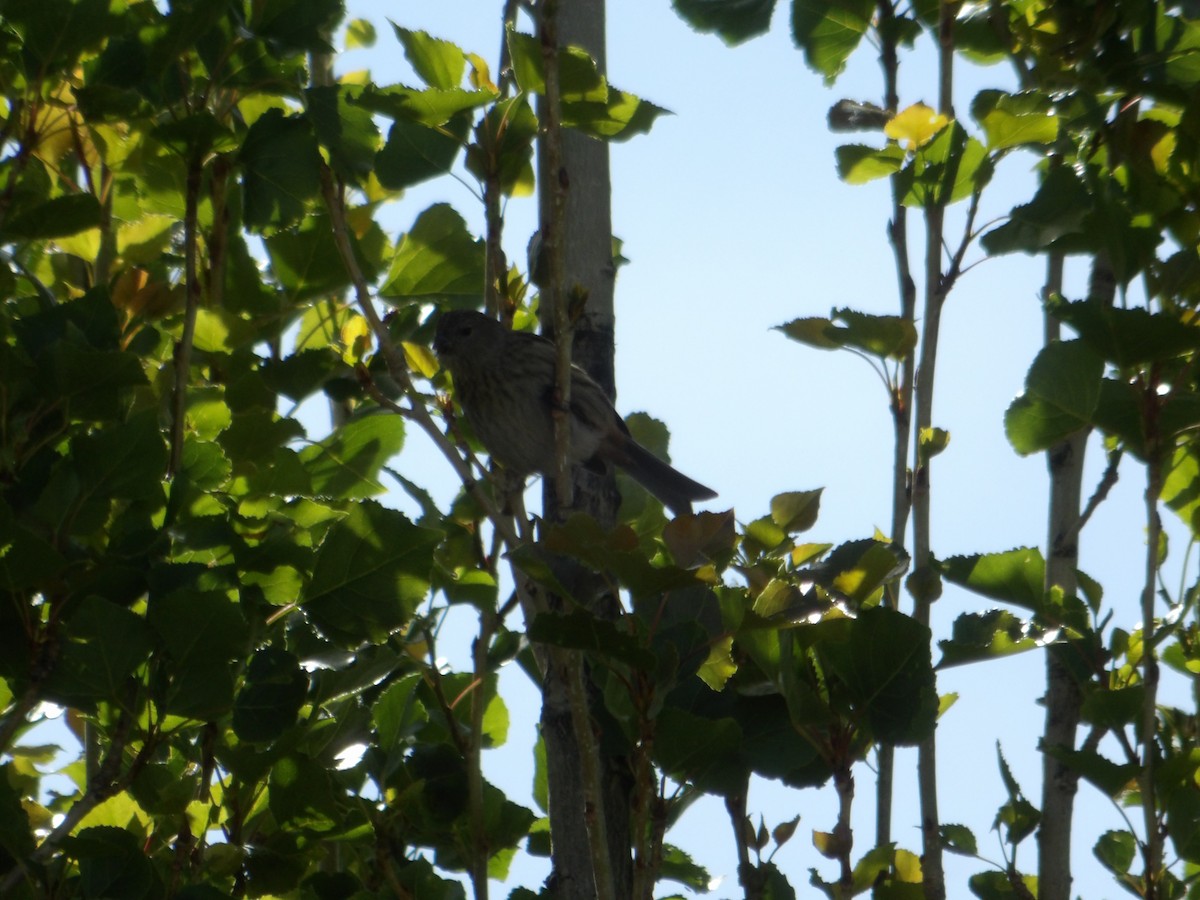 Plain-colored Seedeater - ML644678529