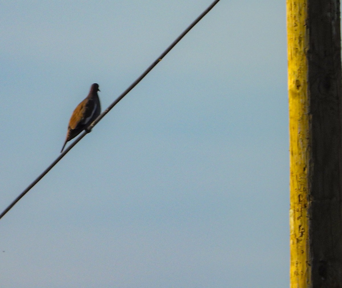 White-winged Dove - ML644678530