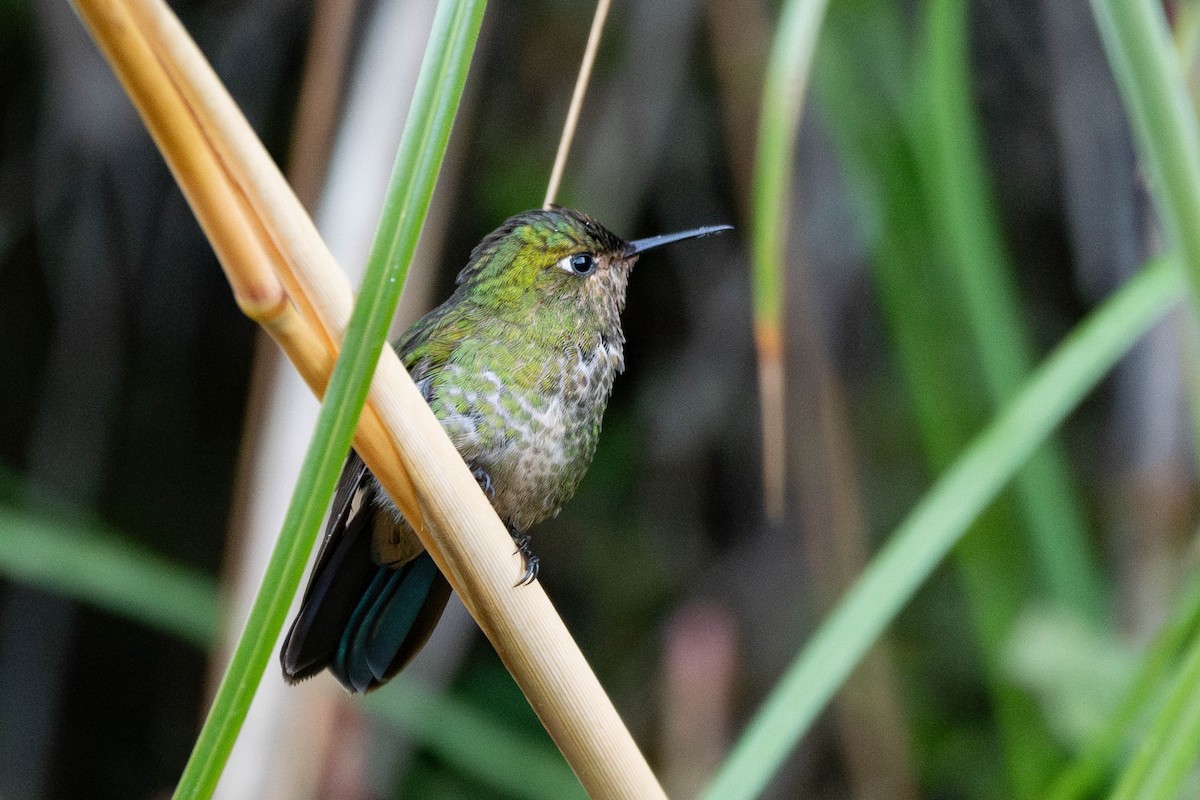 Viridian Metaltail - ML644678531