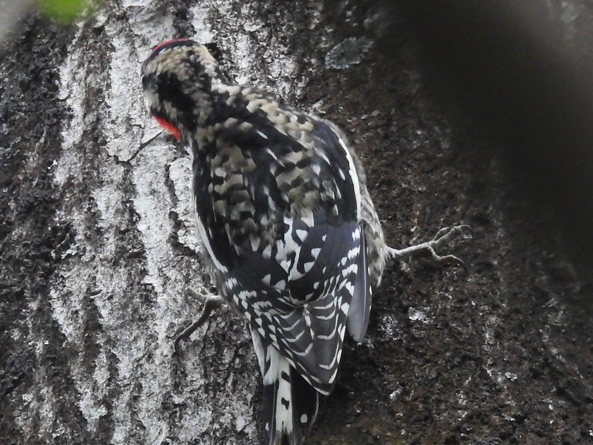 Yellow-bellied Sapsucker - ML644678532