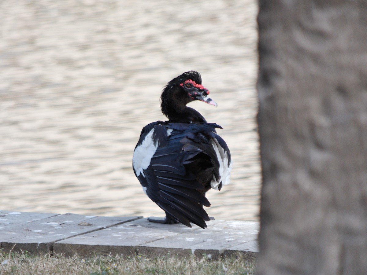 Anatra muta (domestica) - ML644678534