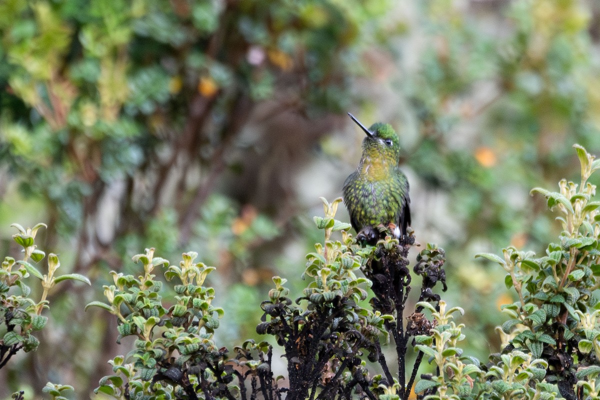 Golden-breasted Puffleg - ML644678535