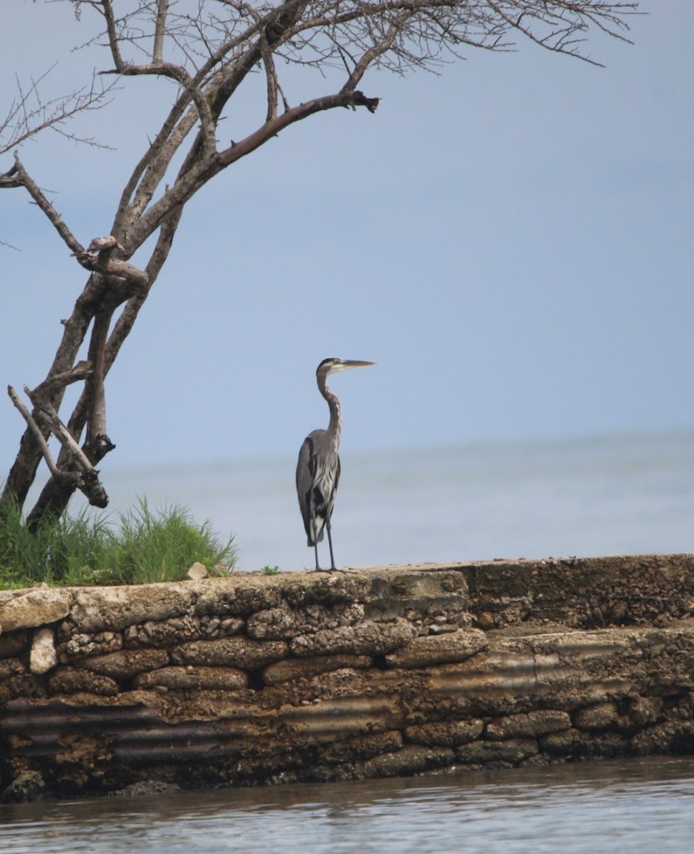 Great Blue Heron - ML644678536