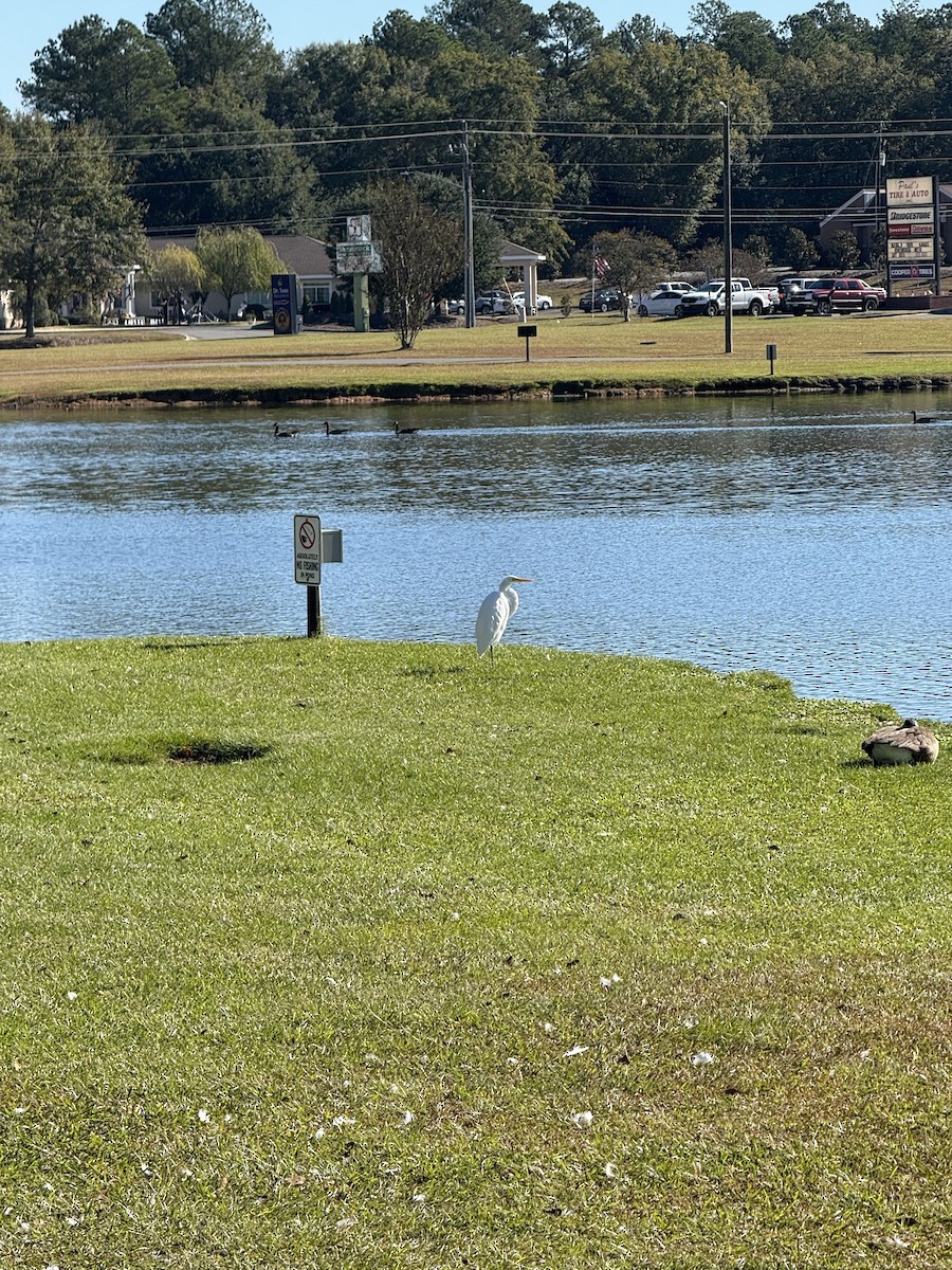 Airone bianco maggiore - ML644678537