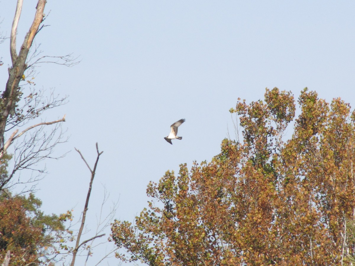 Falco pescatore - ML644678539