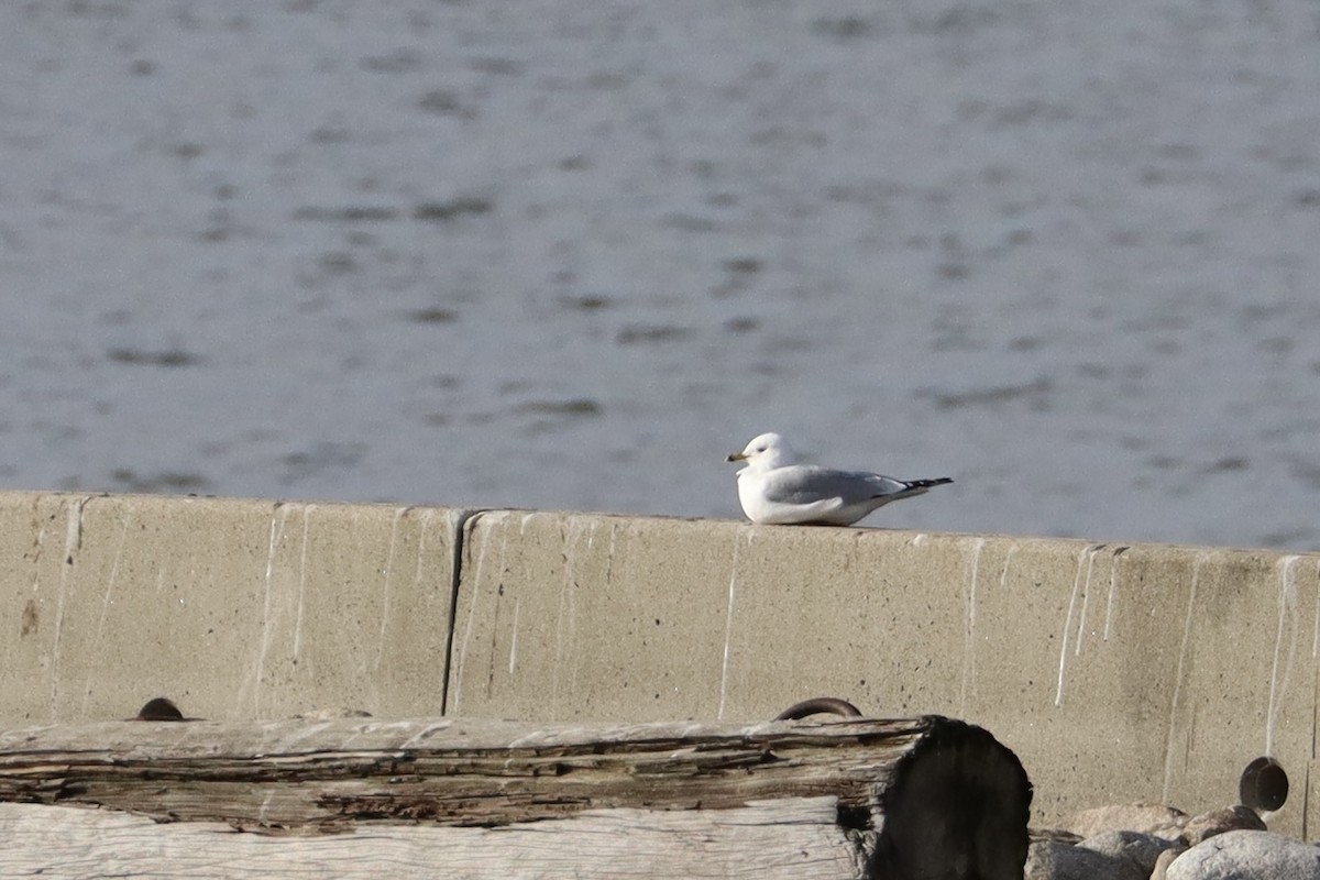 Gavina americana - ML644678542