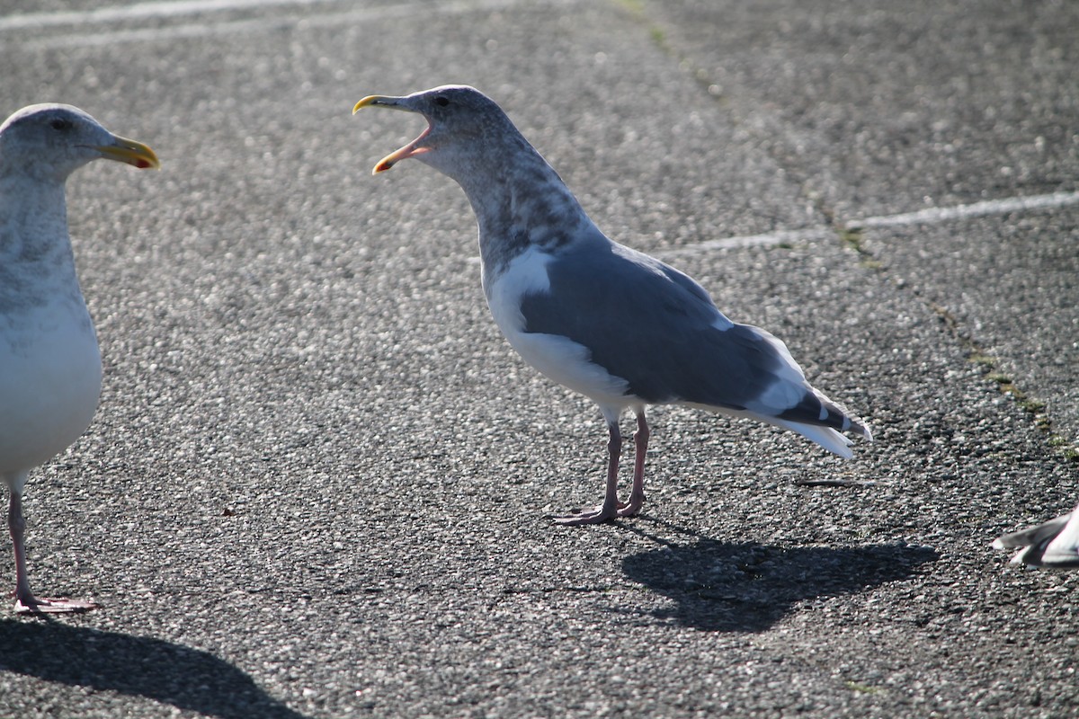 Western x Glaucous-winged Gull (hybrid) - ML644678543