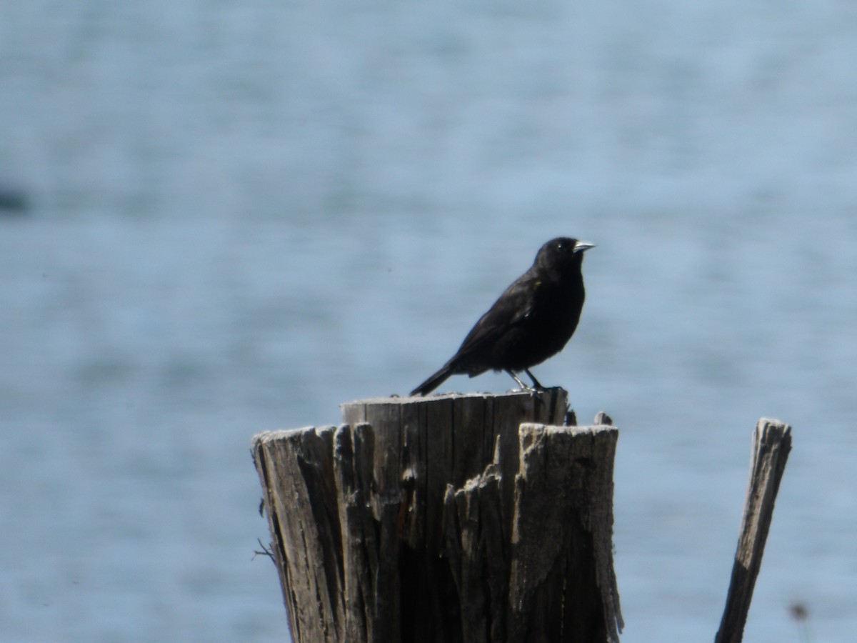 Yellow-winged Blackbird - ML644678544