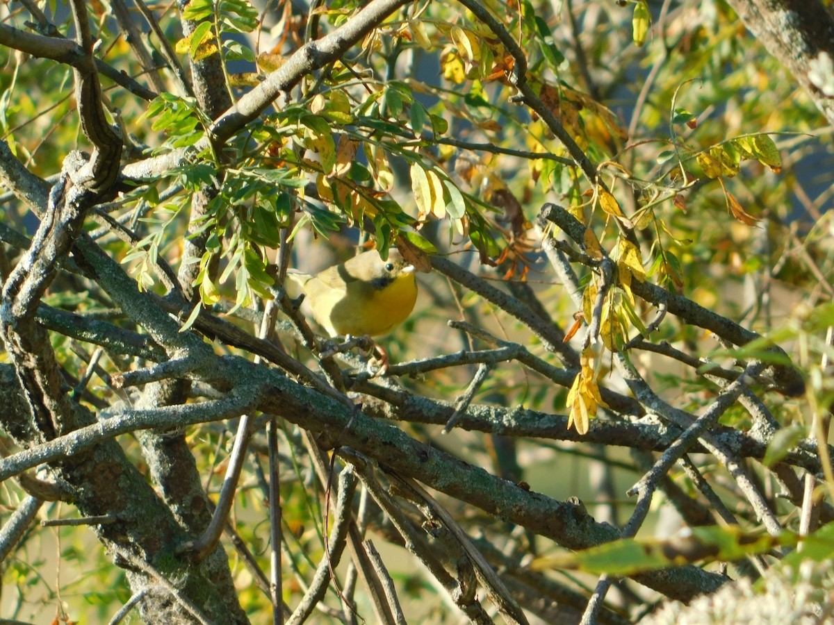 Common Yellowthroat - ML644678546