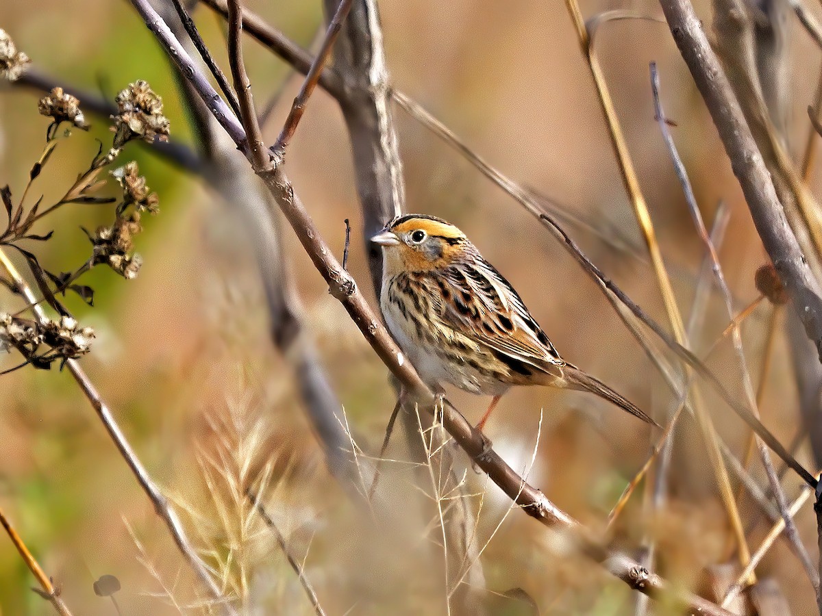 LeConte's Sparrow - ML644678548