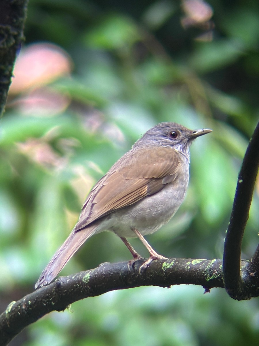 Pale-breasted Thrush - ML644678550