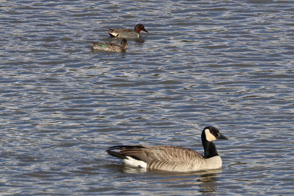 Çamurcun - ML644678556