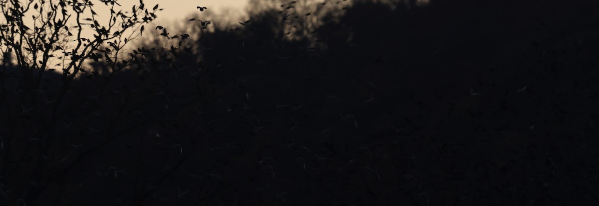 ictéridé sp. - ML644678558