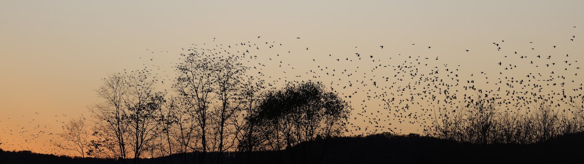 ictéridé sp. - ML644678559