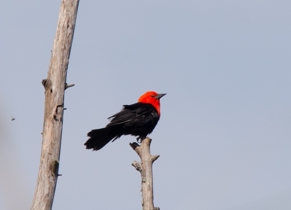 rødhodetrupial - ML644678560