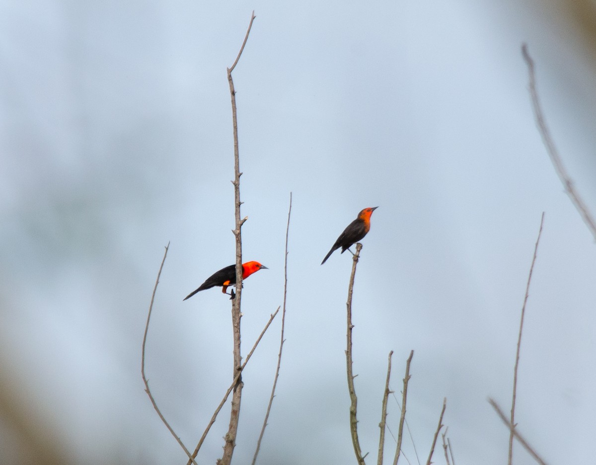 rødhodetrupial - ML644678561