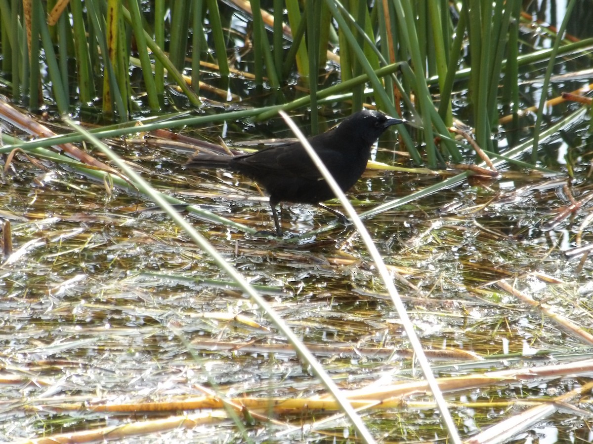 Yellow-winged Blackbird - ML644678566
