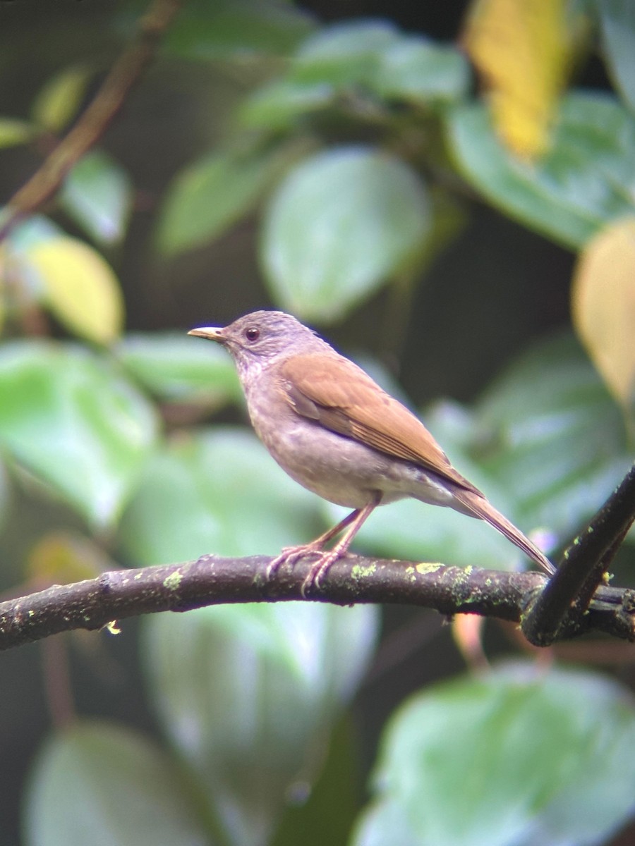 Pale-breasted Thrush - ML644678568