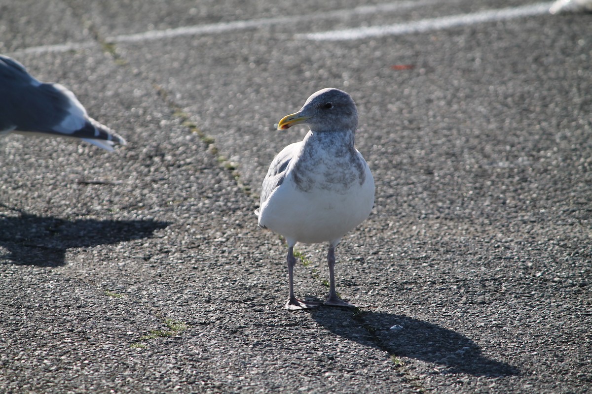 racek západní x šedokřídlý (hybrid) - ML644678571