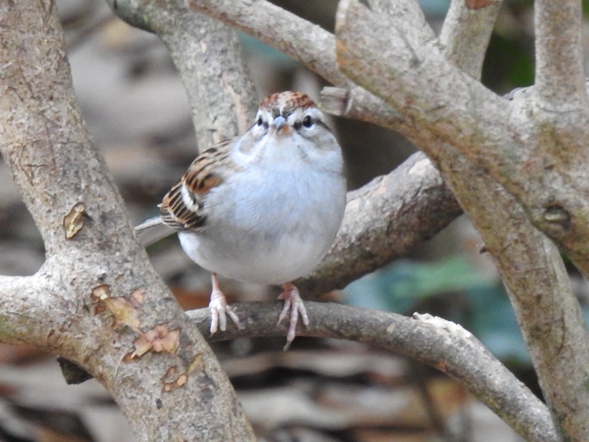 strnádka vrabcovitá - ML644678572