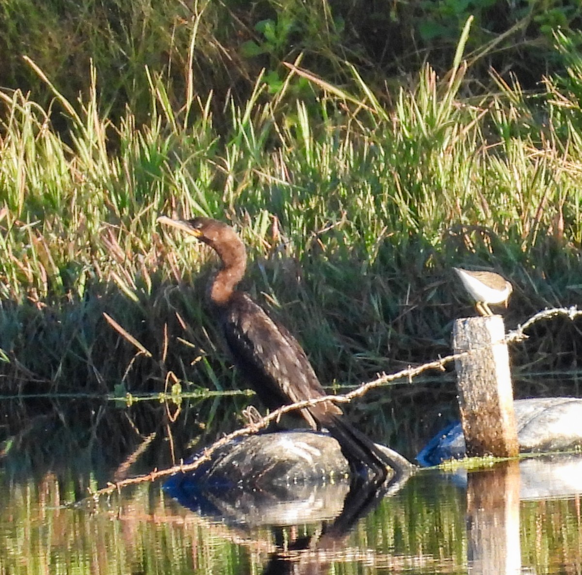 kormorán neotropický - ML644678574