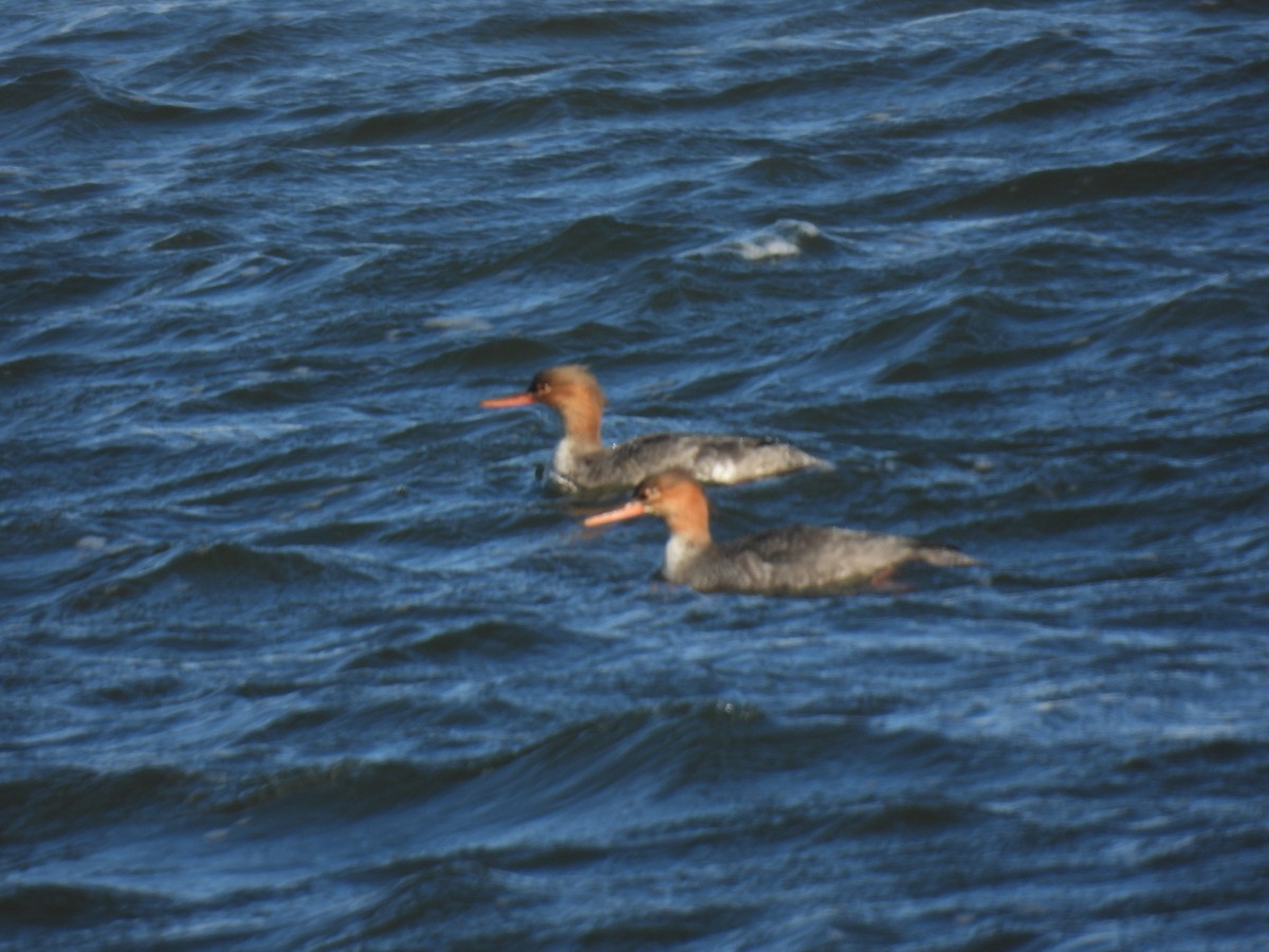 Red-breasted Merganser - ML644678575