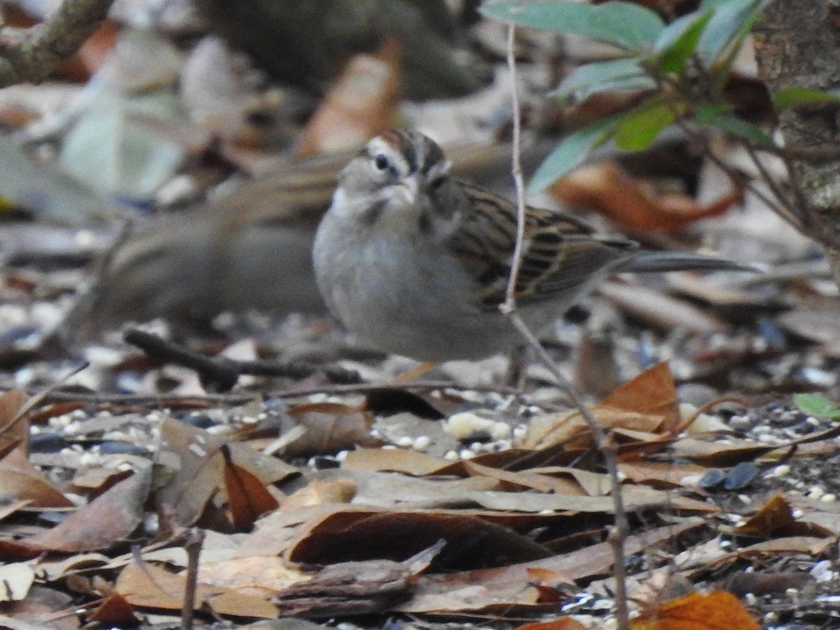 strnádka vrabcovitá - ML644678579