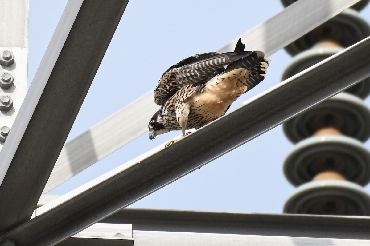 sokol stěhovavý - ML644678580