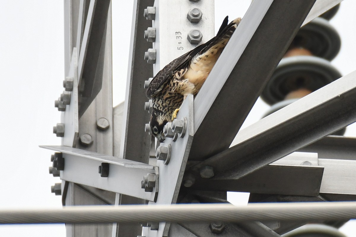 sokol stěhovavý - ML644678581