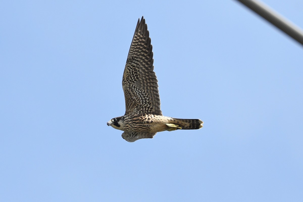 sokol stěhovavý - ML644678583