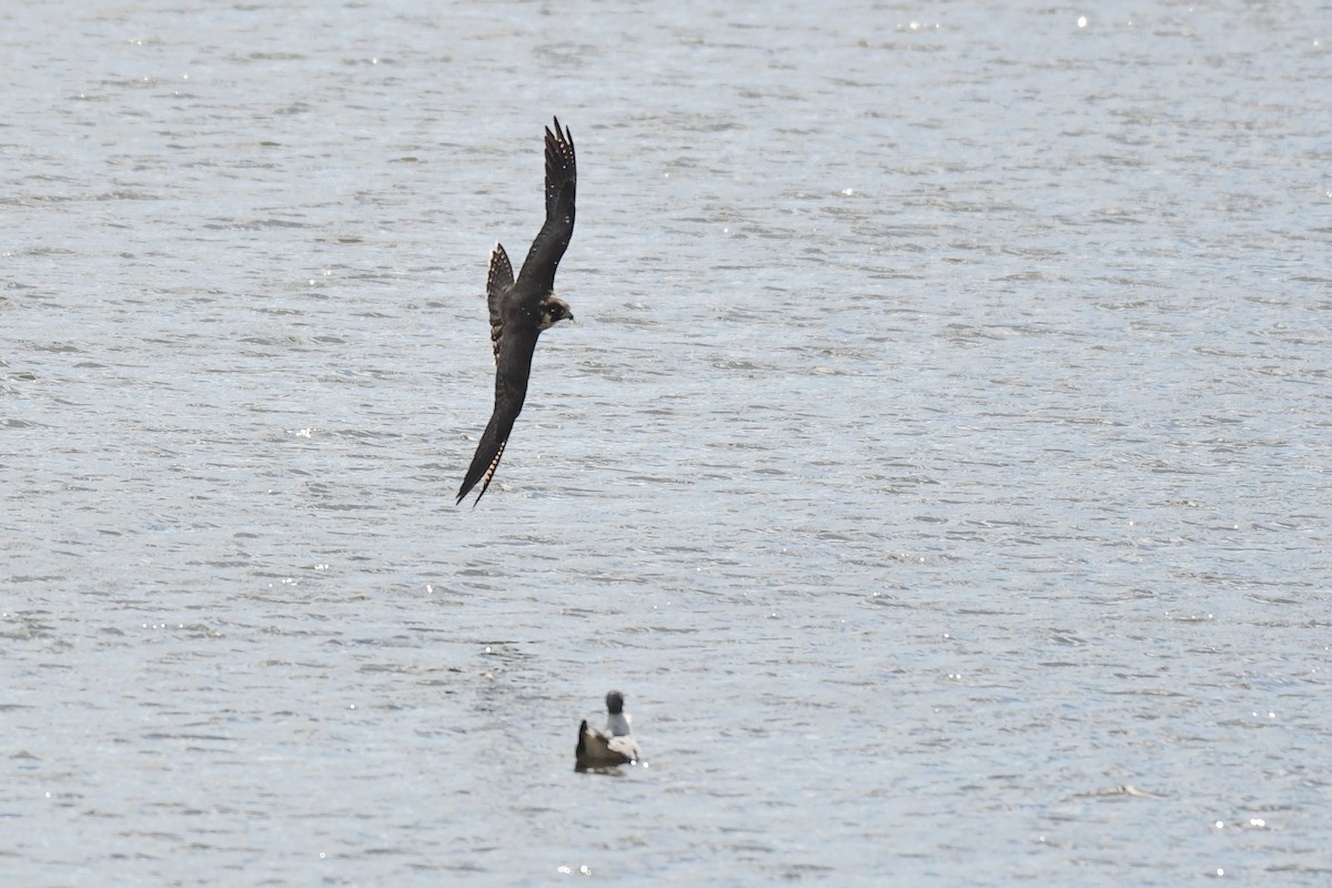 sokol stěhovavý - ML644678584