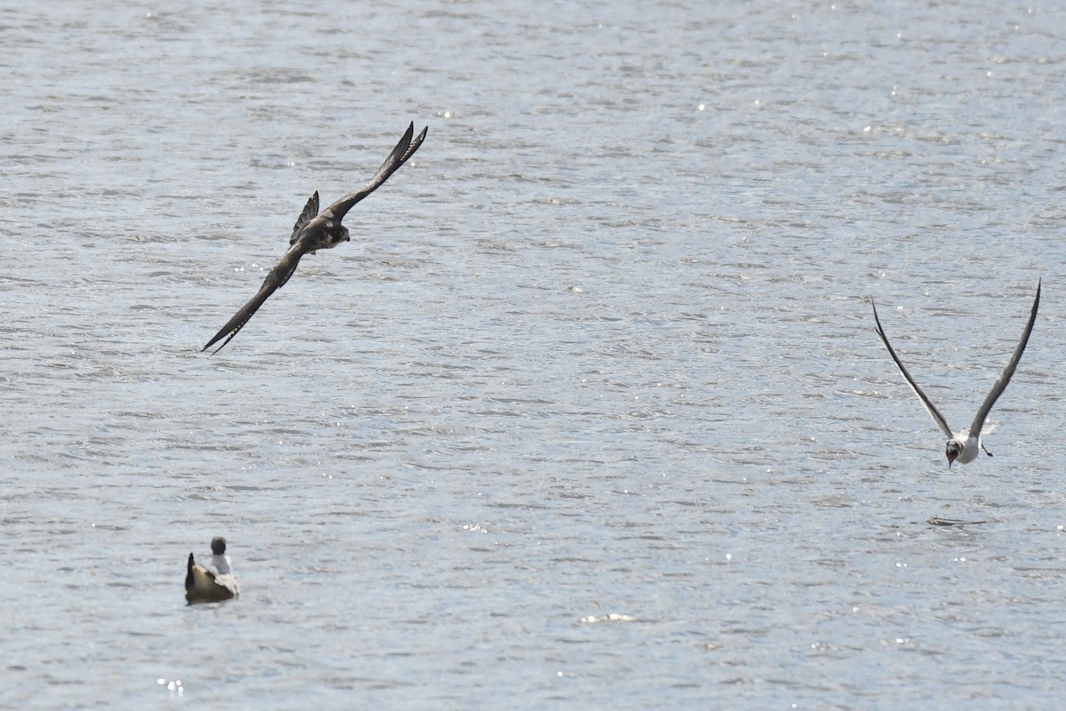 sokol stěhovavý - ML644678585