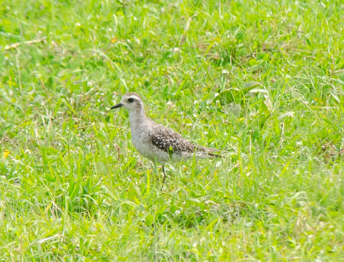 kulík hnědokřídlý - ML644678586