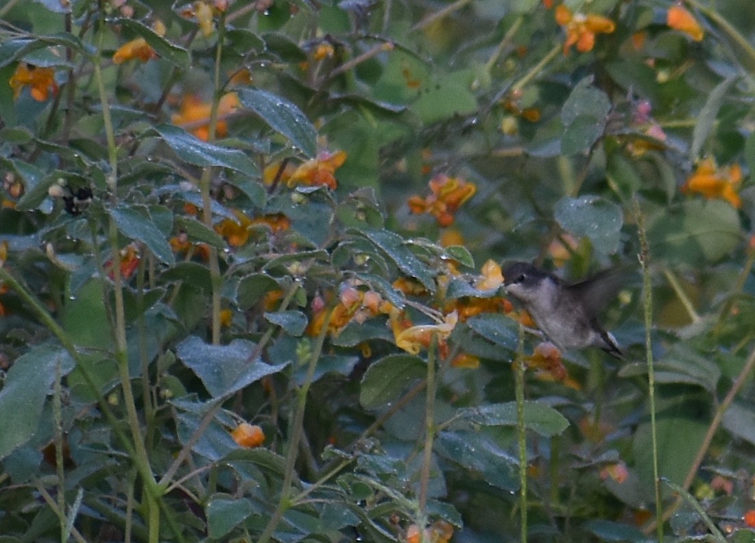 kalypta rubínohrdlá - ML644678589