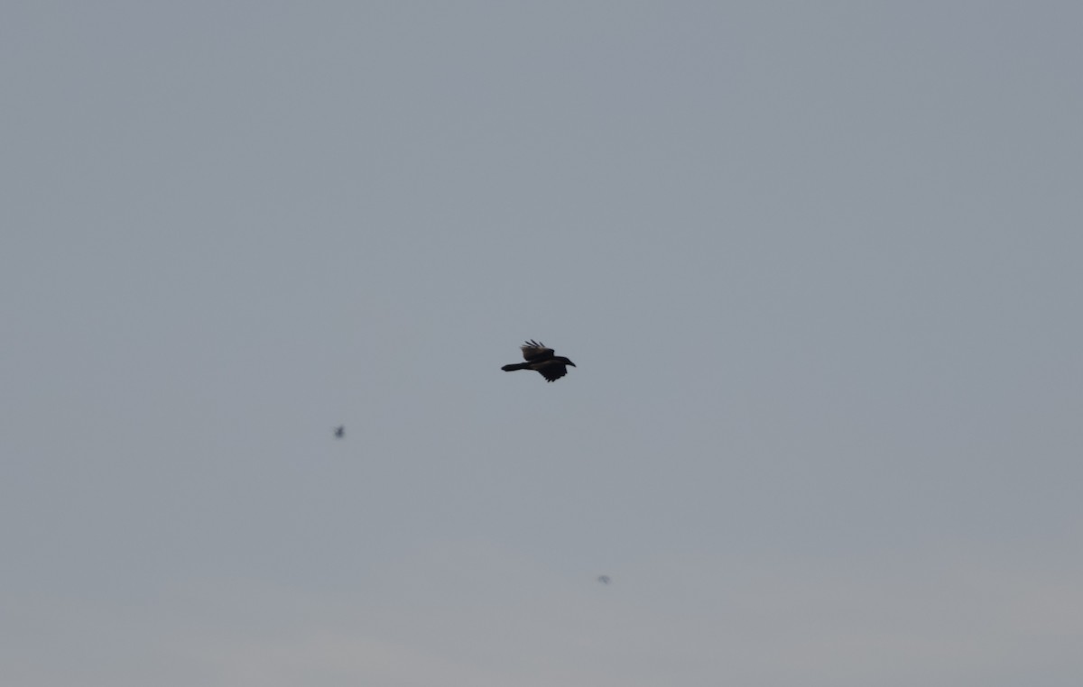 Common Raven - ML644678590