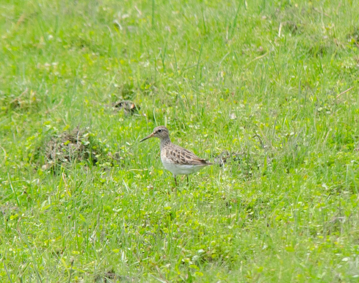 jespák skvrnitý - ML644678591