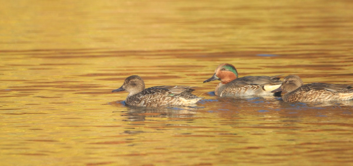 čírka obecná (ssp. carolinensis) - ML644678592