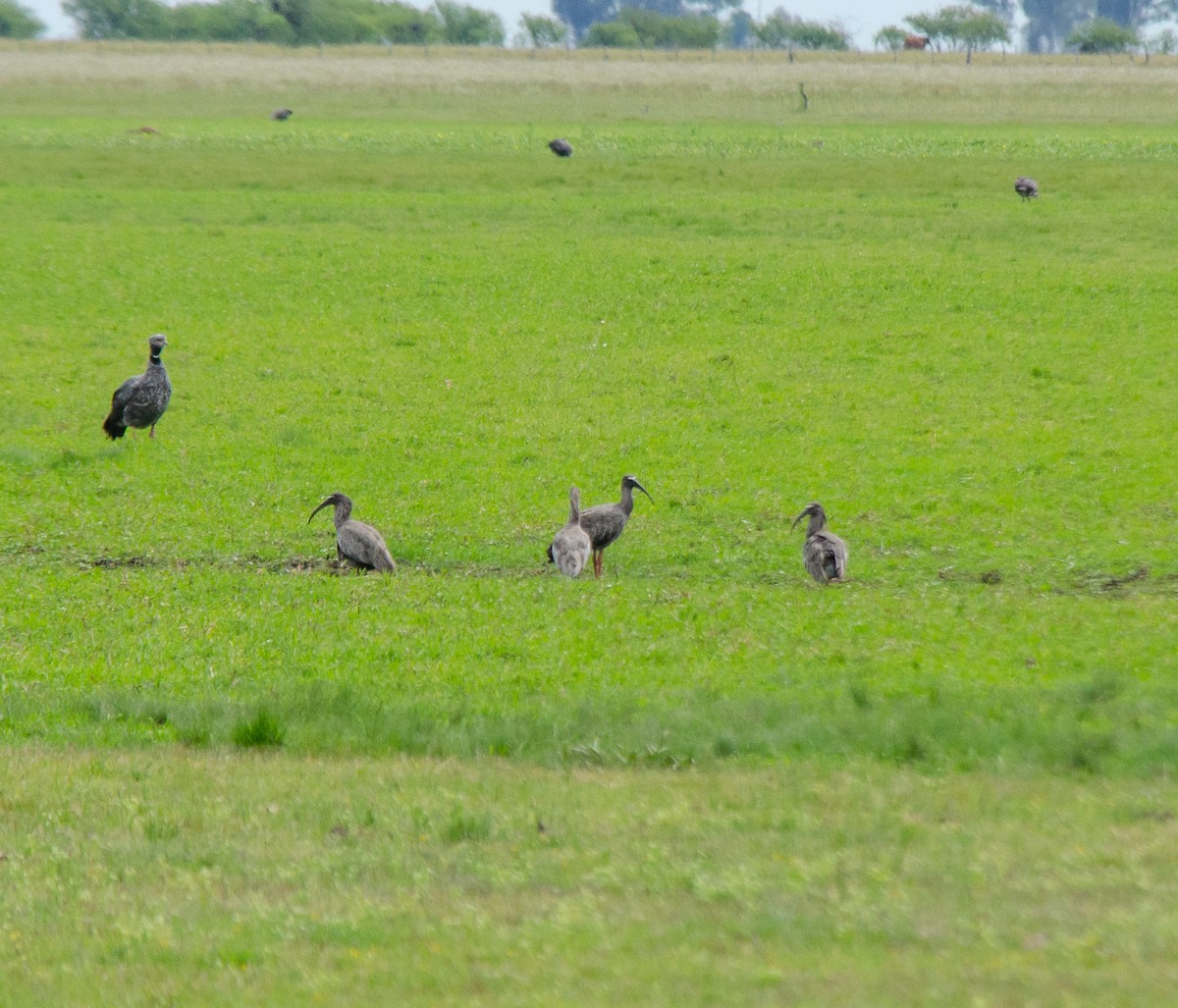ibis běločelý - ML644678594
