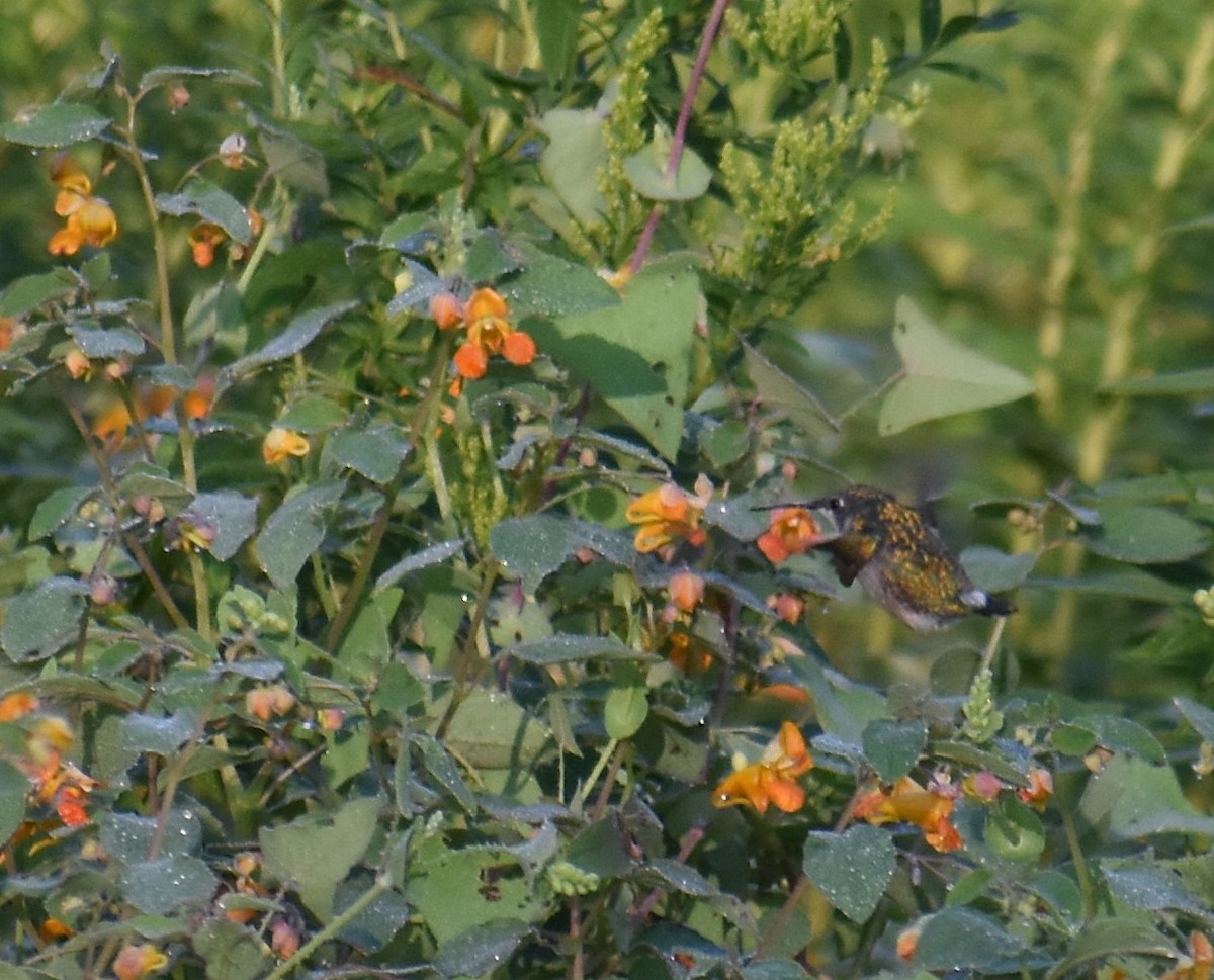 kalypta rubínohrdlá - ML644678595